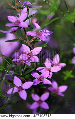 Pink Flowers Of Australian Native Boronia Ledifolia, Family Rutaceae. Growing In Sydney Woodland, Ns