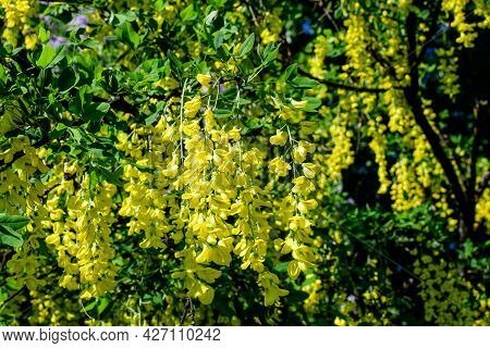 Tree With Many Yellow Flowers And Buds Of Laburnum Anagyroides, The Common Laburnum, Golden Chain Or