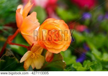 Orange Hybrid Begonia Tuberhybrida Flower With Pink Rim Petals In Summer Garden