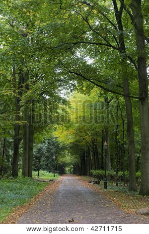 Wald mit Lichtmasten und einzelne Straße