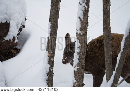 The Male Musk Deer Hiding Behind Tree Trunks In A Winter Forest On A Background Of Snow. The Fang Is