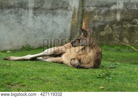Male Kangaroo Lies On Its Side, Crossing Its Front Legs Or Forelegs Like A Man. Kangaroo Lies On The