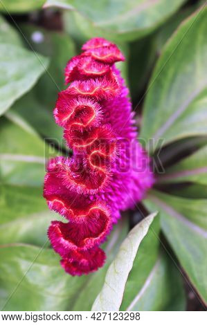 Closeup Of A Celosia Pink Coral Like Flower
