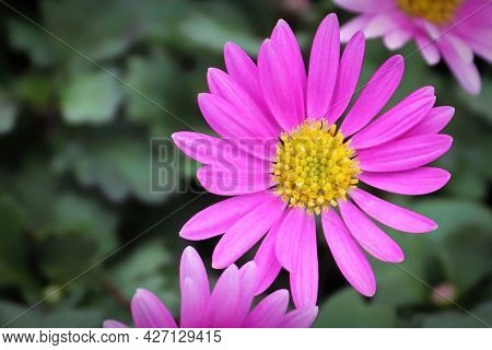 Closeup Of A Pink Cut Leaf Daisy Growing
