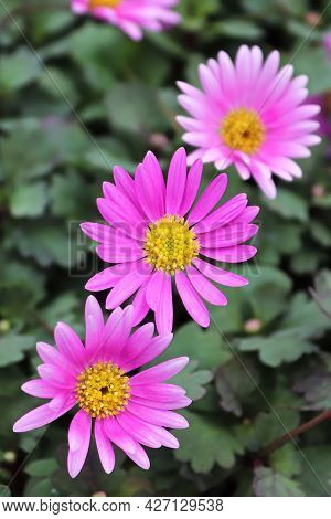 Vertical Of Three Brachyscome Pink Flowers Growing