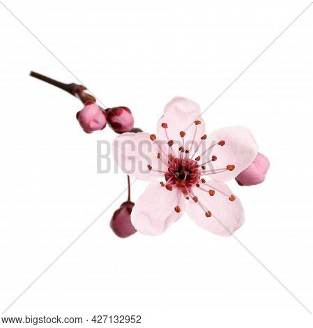 Beautiful Pink Cherry Tree Blossoms Isolated On White