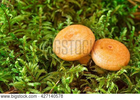 Raw Saffron Milk Cap Mushrooms On Moss Background. Lactarius Deliciosus Mushroom Closeup. Forest Mus