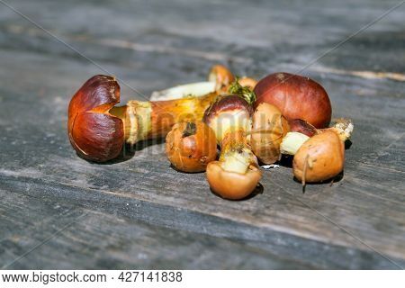 Forest Edible Mushroom. Freshly Picked Boletus On Wooden Background.xerocomus Subtomentosus Over Woo