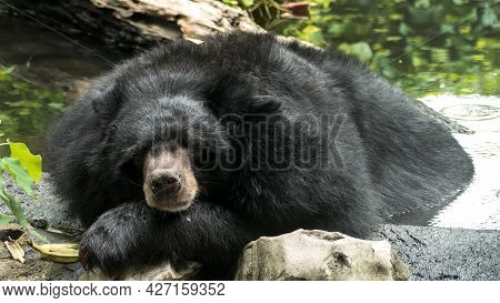 Asiatic Black Bear (ursus Thibetanus, Himalayan Black Bear) Soak The Water In The Pool