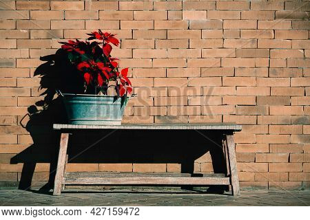 Red Tropical Flowwers On Wooden Bench In Front Of Old Brick Wall In Sunlight.