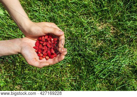 Handful Of Red Forest Strawberries In Palms. Ripe Fresh Wild Strawberry In Hands On Green Grass Back