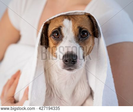 Woman Wipes Jack Russell Terrier With A Towel After Washing On A White Background. The Groomer Dries