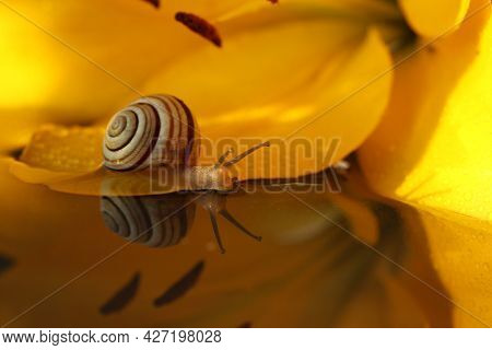 Snail On The Yellow Lily Flower In The Water