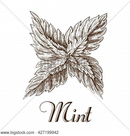 Hand Drawn Mint Leaves Isolated On White Background. Ink Sketch Of Mint Branch. Illustration Of Spea