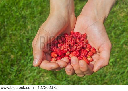 Handful Of Red Forest Strawberries In Palms. Ripe Fresh Wild Strawberry In Hands On Green Grass Back