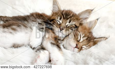 Gray Striped Kittens Sleeping. Kitty Sleeping On A Fur White Blanket. Baby Cat Sleeping. Concept Of 