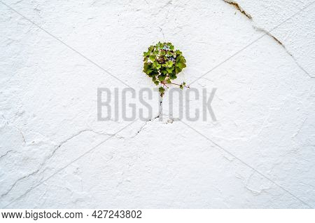 Kenilworth Ivy Flower On A White Wall
