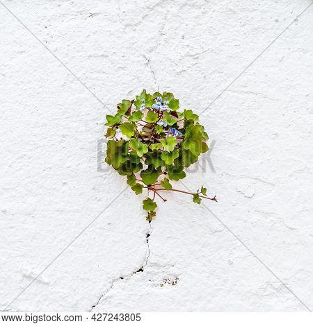 Kenilworth Ivy Flower On A White Wall