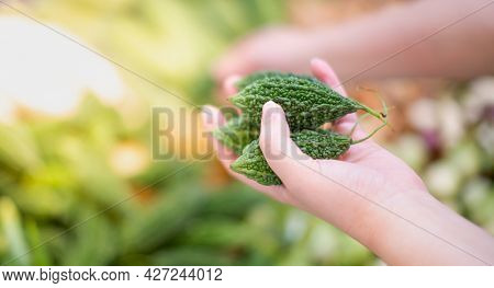 Female Hand Choosing The Fresh Bittergourd For Ingredient Of Cooking  And Preparing To Pay At The Lo