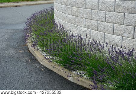 Blue, White Lavender Near A Concrete Panel Wall, A Fence Made Of Cement Boards. Lavender Cut Into A 