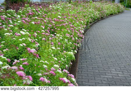 Pink, White Shrub Planting Low Cover. Detail Of Flowering Shrubs Up To 1 Meter In Height Blooms In J