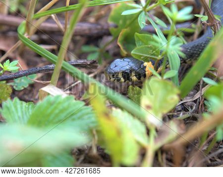 Portrait Of A Grass Snake In The Nature. Harmless Small Snake, Natrix Natrix. Grass Snake In The Mea