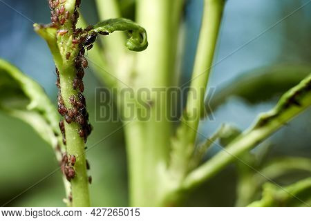 The Aphid Sucks The Juice From The Cherry Leaves And Harms The Shoots.