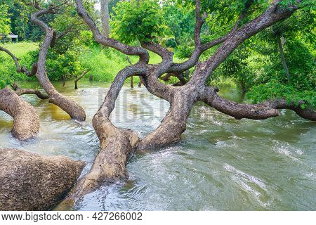Samanea Saman Tree In River Stream At Autumn Forest.