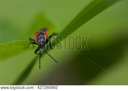 Spilostethus Pandurus. Bug Soldier On A Green Background Close-up. Macro Nature. The Insect Sits On 