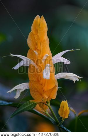 Closeup Of Beloperone Plumbaginifolia Flower From Mexico. It Is A Species Of Justicia, A Genus Of Fl