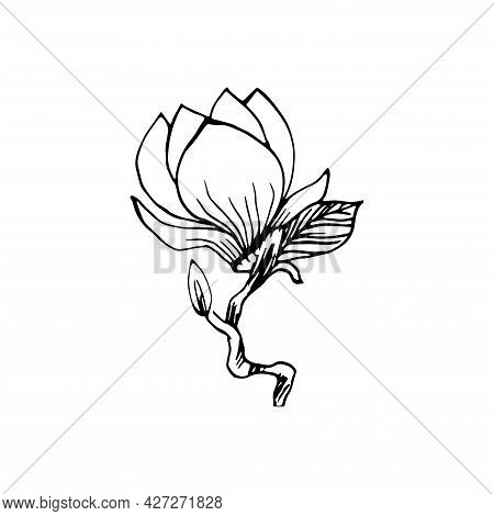 Spring Graphical Magnolia Flower. Vector Nature Element Isolated On White. Romantic Wedding Hand Dra