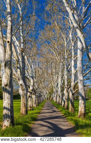 Plane alley in the castle park in Straznice, Southern Moravia, Czech Republic