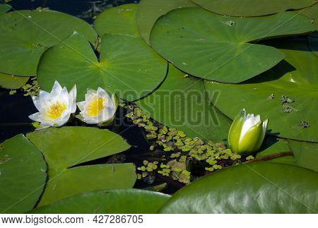 Beautiful White Water Lily Marliacea Rosea In The Right Part Of The Pond On The Background Of Dark L