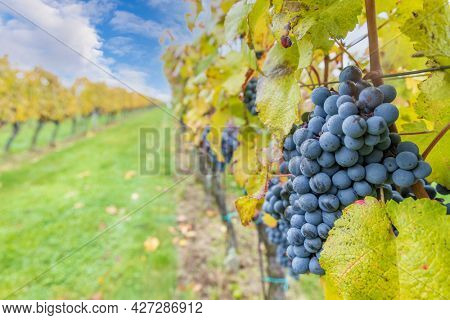 Blue grapes Cabernet Moravia in autumn vineyard, Southern Moravia, Czech Republic