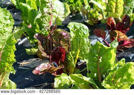 Close Up Of A Cultivation Of Chard Of The Red-stemmed Variety. This Variety Contains A Greater Amoun