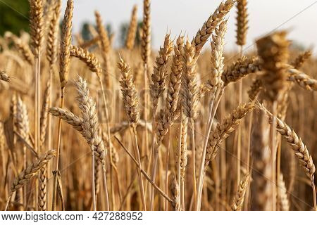 Ripe Golden Color Wheats Growing In The Field On Brught Sunny Day.