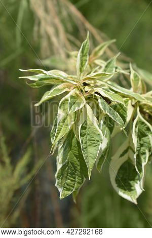 Wedding Cake Tree Leaves - Latin Name - Cornus Controversa Variegata