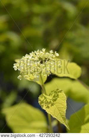 Smooth Hydrangea Annabelle Flowers - Latin Name - Hydrangea Arborescens Annabelle