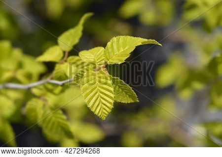 Oriental Hornbeam Leaves - Latin Name - Carpinus Orientalis