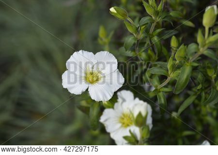 Mountain Sandwort - Latin Name - Arenaria Montana