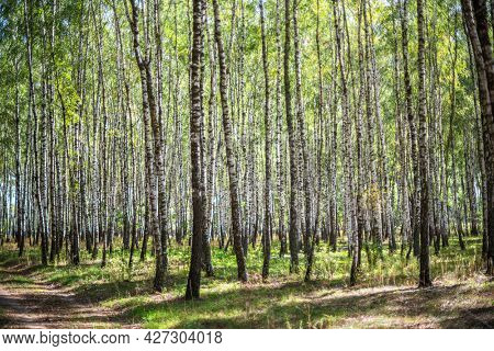 Beautiful autumn birch forest. Colorful bright bark of white birch tree over yellow grass background.