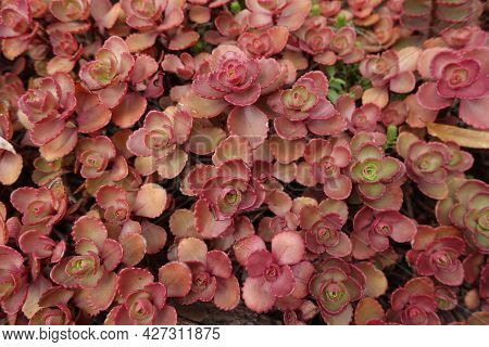 Pink Fleshy Leaves Of Sedum Spurium In August