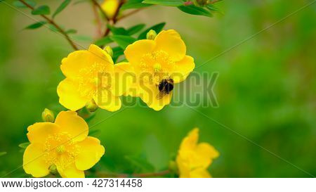 Bee Feeding On Pollen And Nectar In A St John's Wort Yellow Garden Flower