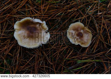 From Yellow Needles In The Forest Grow Mushrooms
