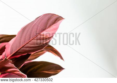 Calathea Stromanthe Sanguinea Triostar Or Tricolor Plant. Close Up Of The Bottom Side Of The Leaves