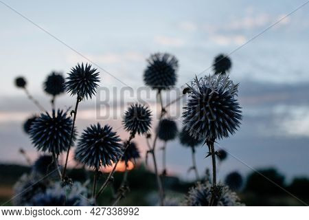 Silhouette Of A Bee That Pollinates A Spiny Bluehead Flower At Sunset. The Concept Of Wildlife And B