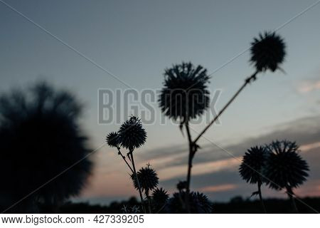 Silhouette Of A Bee That Pollinates A Spiny Bluehead Flower At Sunset. The Concept Of Wildlife And B