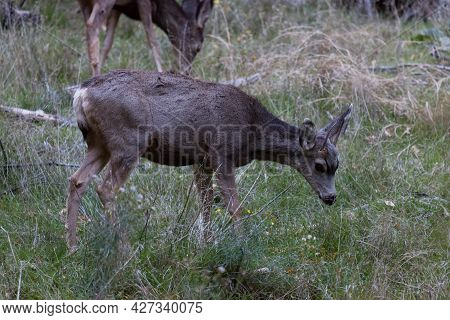 A Small Buck With Spike Horns Is Grazing Near Its Mother In Zion National Park, Utah Where It Is Pro