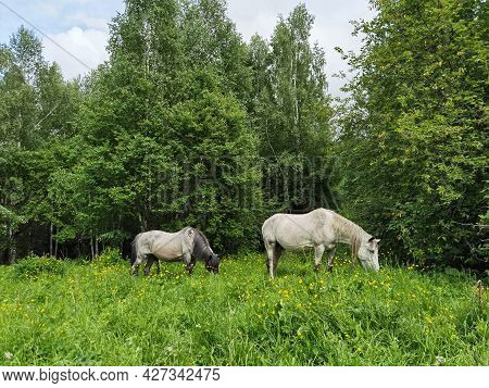 Vacation Landscape. Horse Outdoor In Evening. Russian Altai Mountains. Multa Region. Holiday At Home