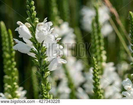 Physostegia White Flower Feet, Physostegia Virginiana. High Quality Photo